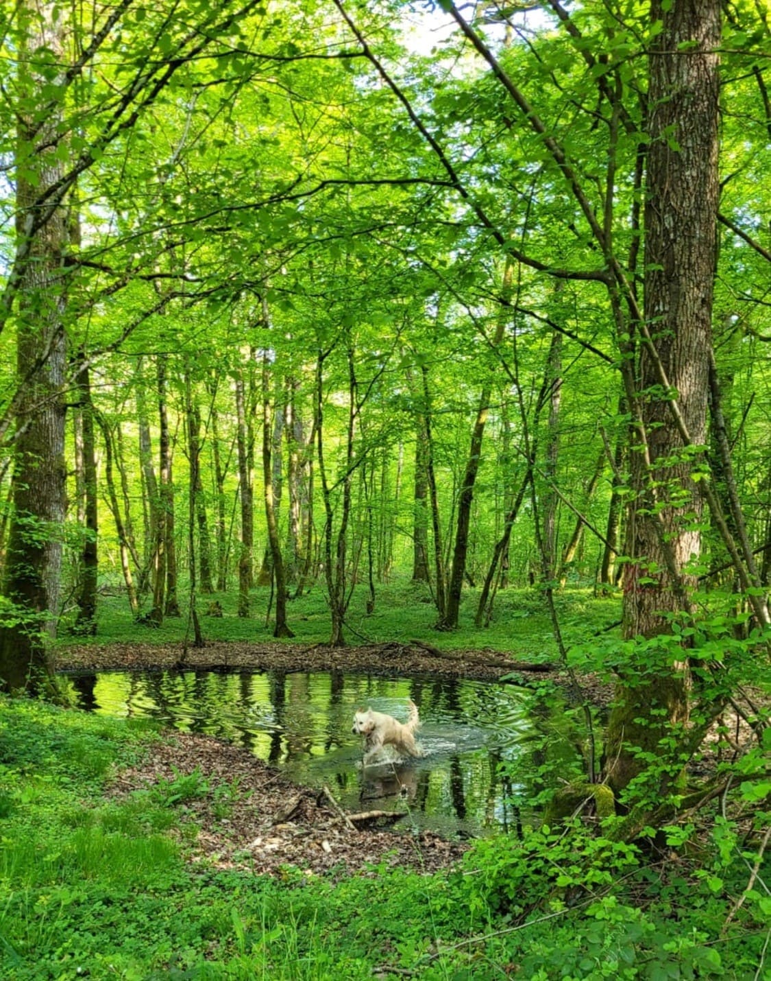 Le bois, un matériau écologique et renouvelable